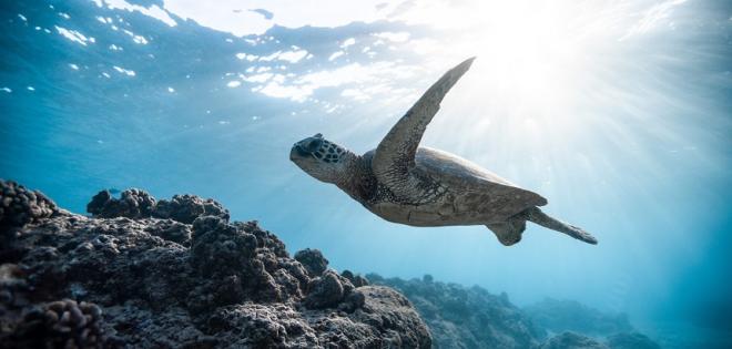 Διάσημος ηθοποιός πέρασε τα γενέθλιά του απελευθερώνοντας θαλάσσιες χελώνες